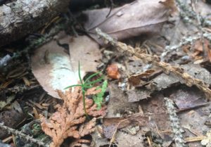 Inch-tall spruce seedling surrounded by dead leaves and cedar needles