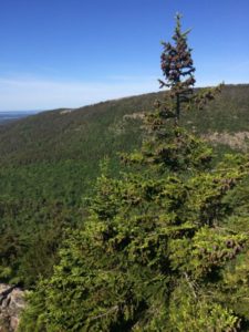 red spruce in foreground with forested hillside in background