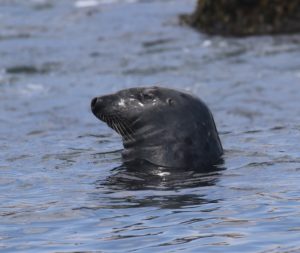 photo of grey seal in the water