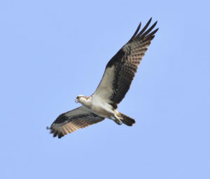 osprey in flight