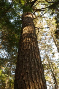 section of tall tree trunk