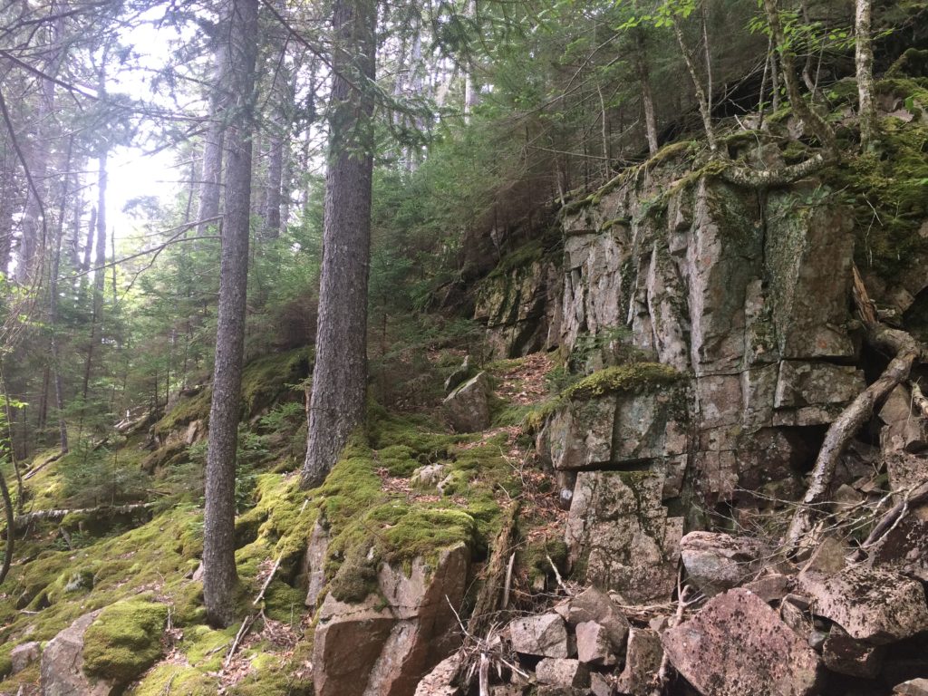 trees and moss on steep rocky cliffs