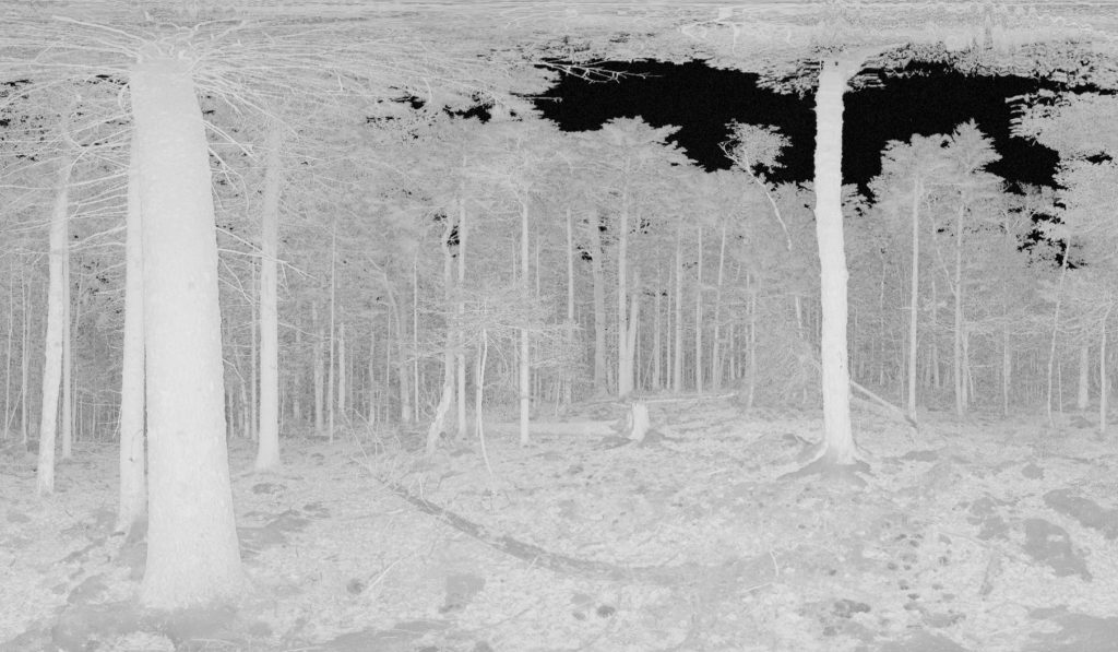 image from laser scan: sky shows black through canopy, trees and vegetation are shades of gray